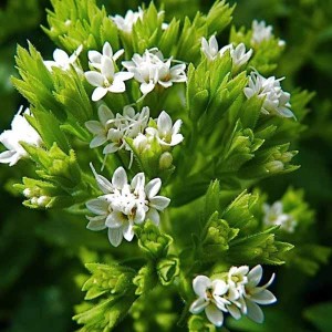stevia_n2