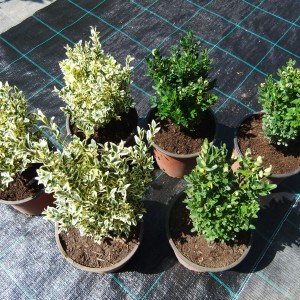 suffruticosa-3s3v