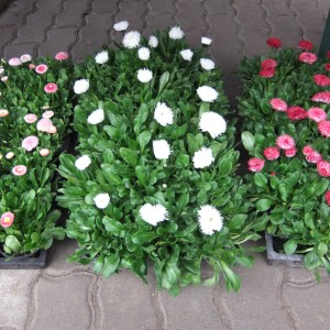 Százszorszép_150312