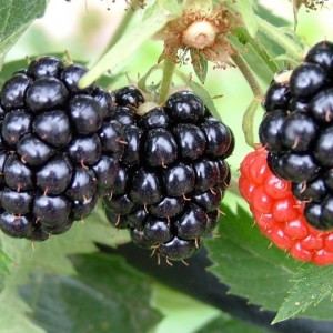 Szederalap