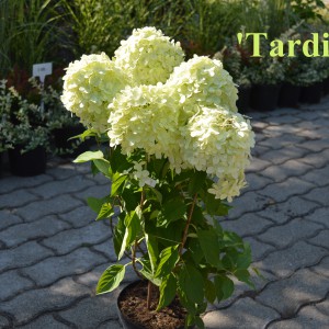 Tardiva_2024_osz_k3