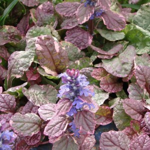 tarkaajuga