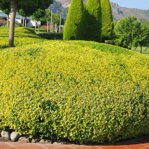 tarkafagyal_n3