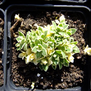 Tarkapazsitviola_leveles