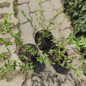 Tarkaweigela_hajt3db