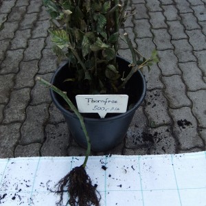 Thornfree_koteg_v