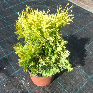 Thuja_maria__2016