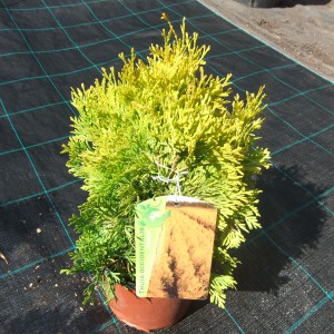 Thuja_maria_c_2016