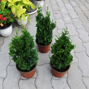 Thuja_spiralis_3
