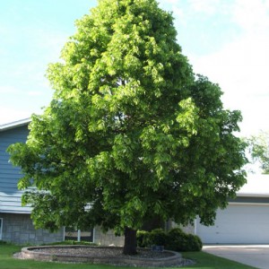 Tilia_americana_n1