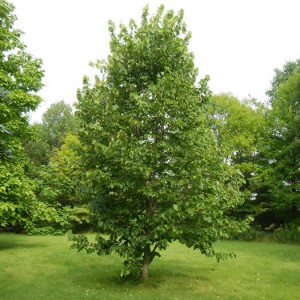 Tilia_americana_n2