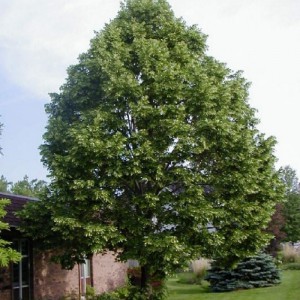 Tilia_americana_n3