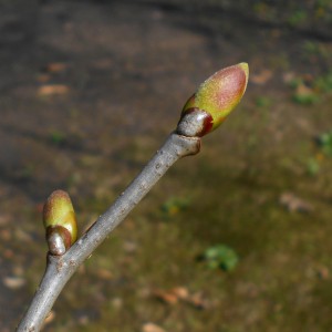 Tilia_americana_nr