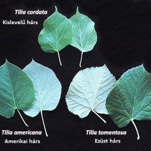 Tilia_cor_am_tom_levelek