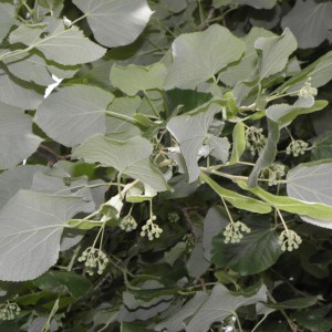 tilia_tomentosa_levelek_ln1