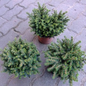 Törpegömbfenyő-zöldeskék-1