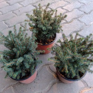 Törpegömbkiskék2
