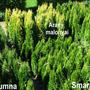 Tujákmagyarazattal