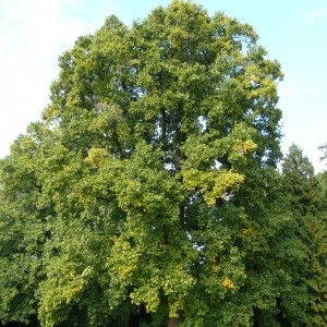 tulipanfaLiri_n1