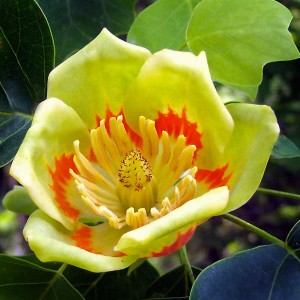 tulipanfaLiri_n2