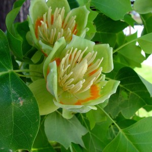 tulipanfaLiri_n3