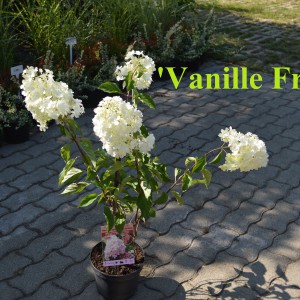 Vanille_Fraise_2024osz_k3