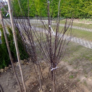 Vérszilva-cs-koteg1