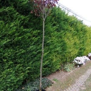 Verszilva_nnagy_2015_ketto