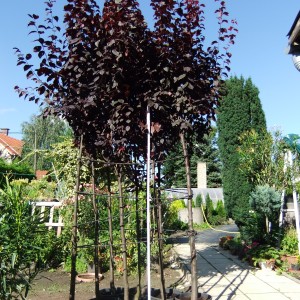 verszilva