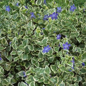 vinca_major_v_n1