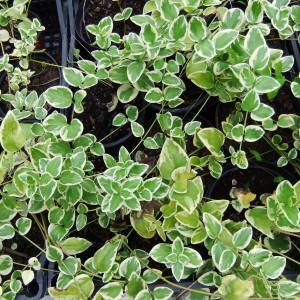 Vinca major variegate