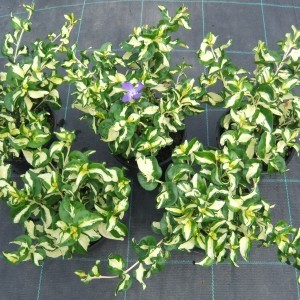 Vincamajorvariegata5db