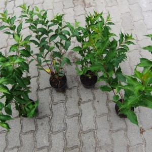 weigela_4db_z